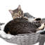 Perchoir pour chat 73 "-99340919