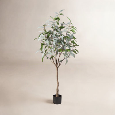 Adcock Eucalyptus Tree in Planter