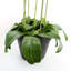 Real Touch Artificial Orchids Plastic, Silk Artificial Arrangement in Planter-107236911-88685008