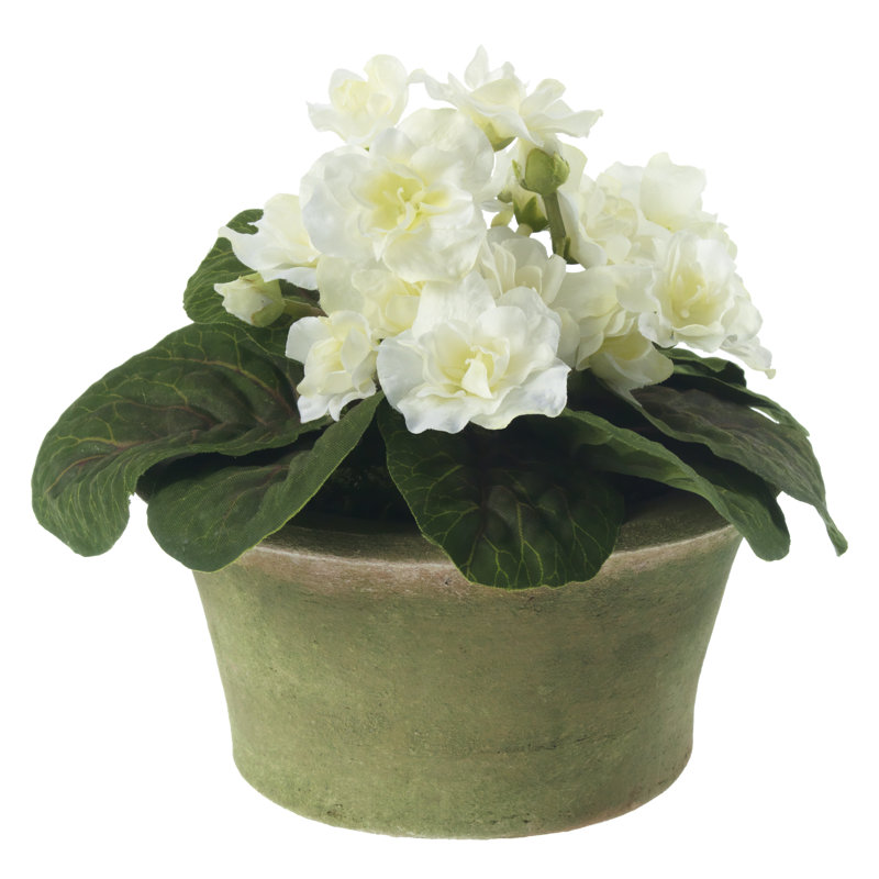 Blooms African Violet Plant In Terracotta Planter, White, Green