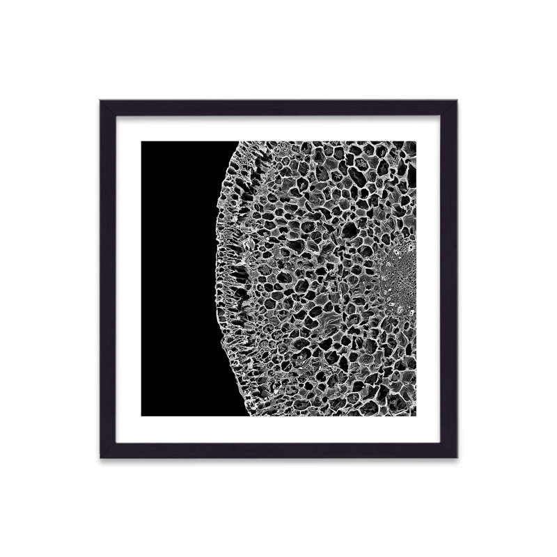 Cellular Beauty Art 14 Cellular Cut Through by Vouvart - Single Picture Frame Print