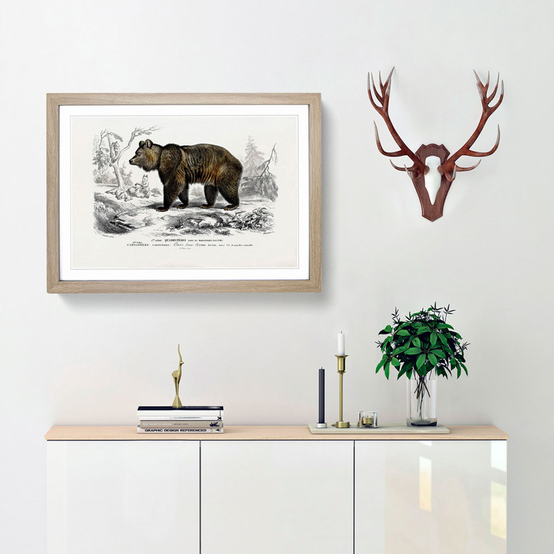Brown Bear by Charles d'Orbigny - Picture Frame Painting Print, 27cm H x 36cm W x 2cm D, Oak Framed