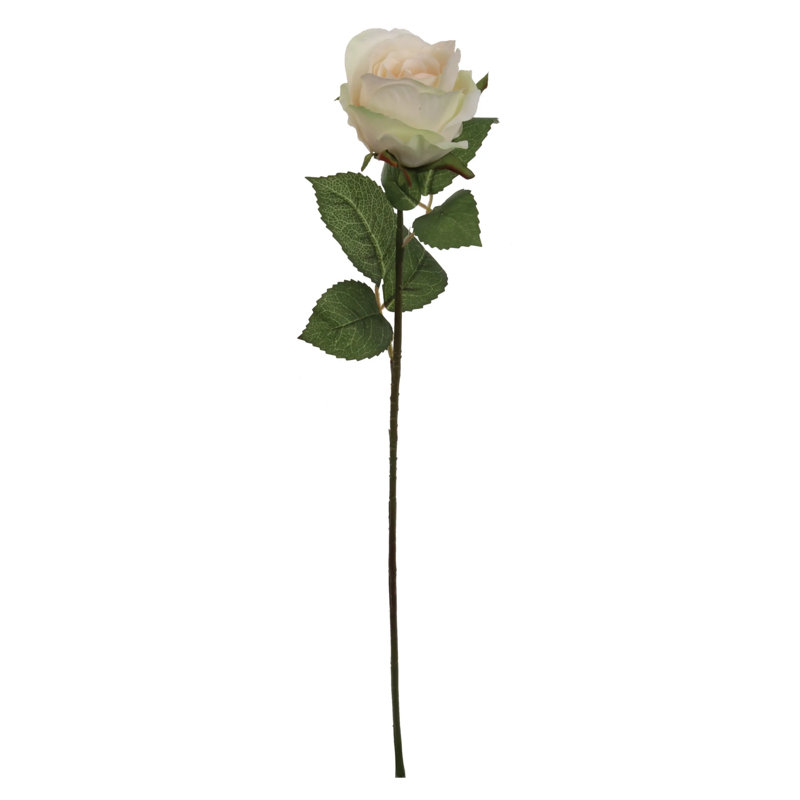 Tige rose 20 po - paquet de 12, Champagne