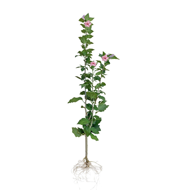 Primrue Live Hibiscus Plant