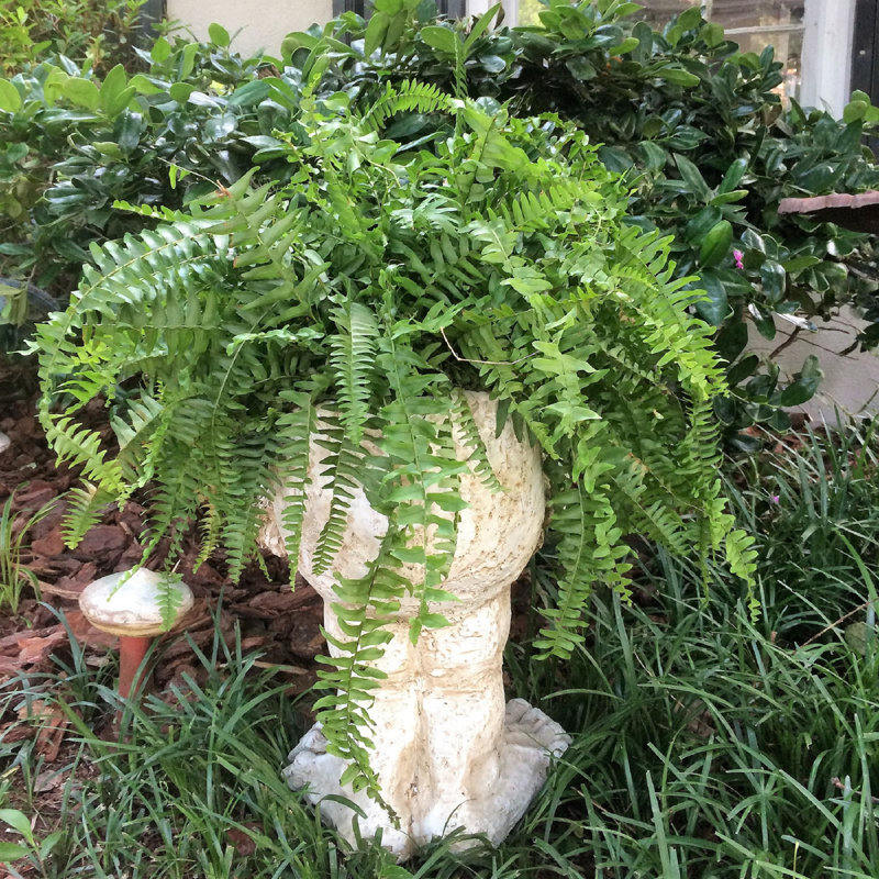 Pot à fleurs Muggly's Axle Face, Blanc antique