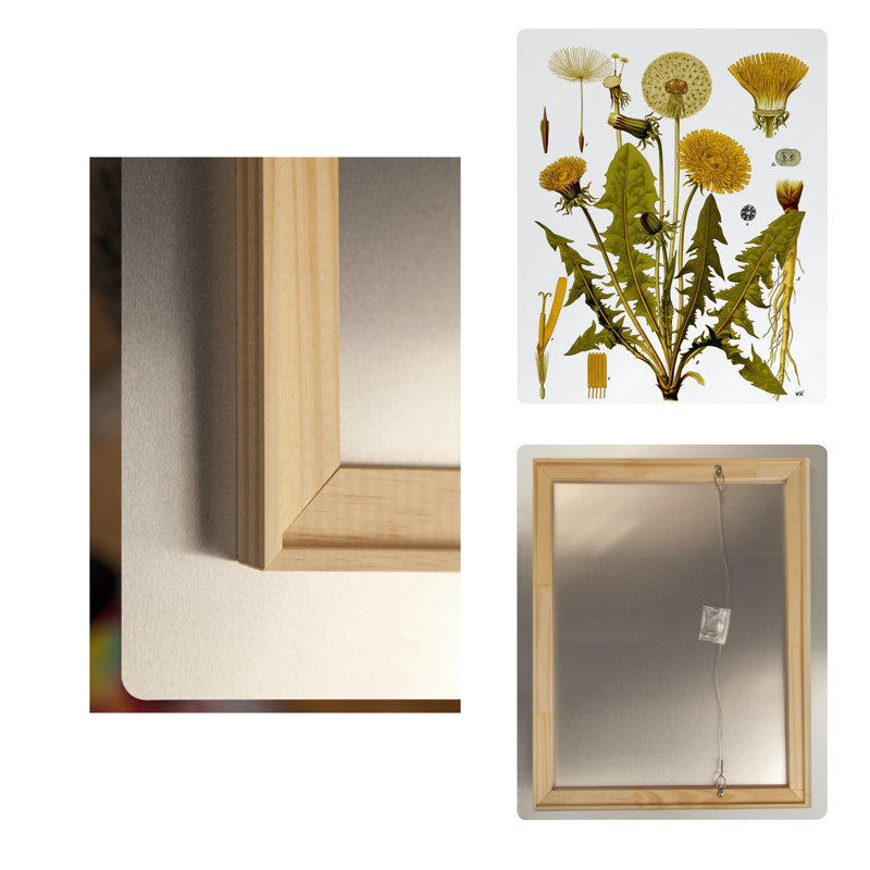 Assiette botanique en métal représentant un pissenlit (Taraxacum officinale) — Portrait, H 10 po x l 8 po