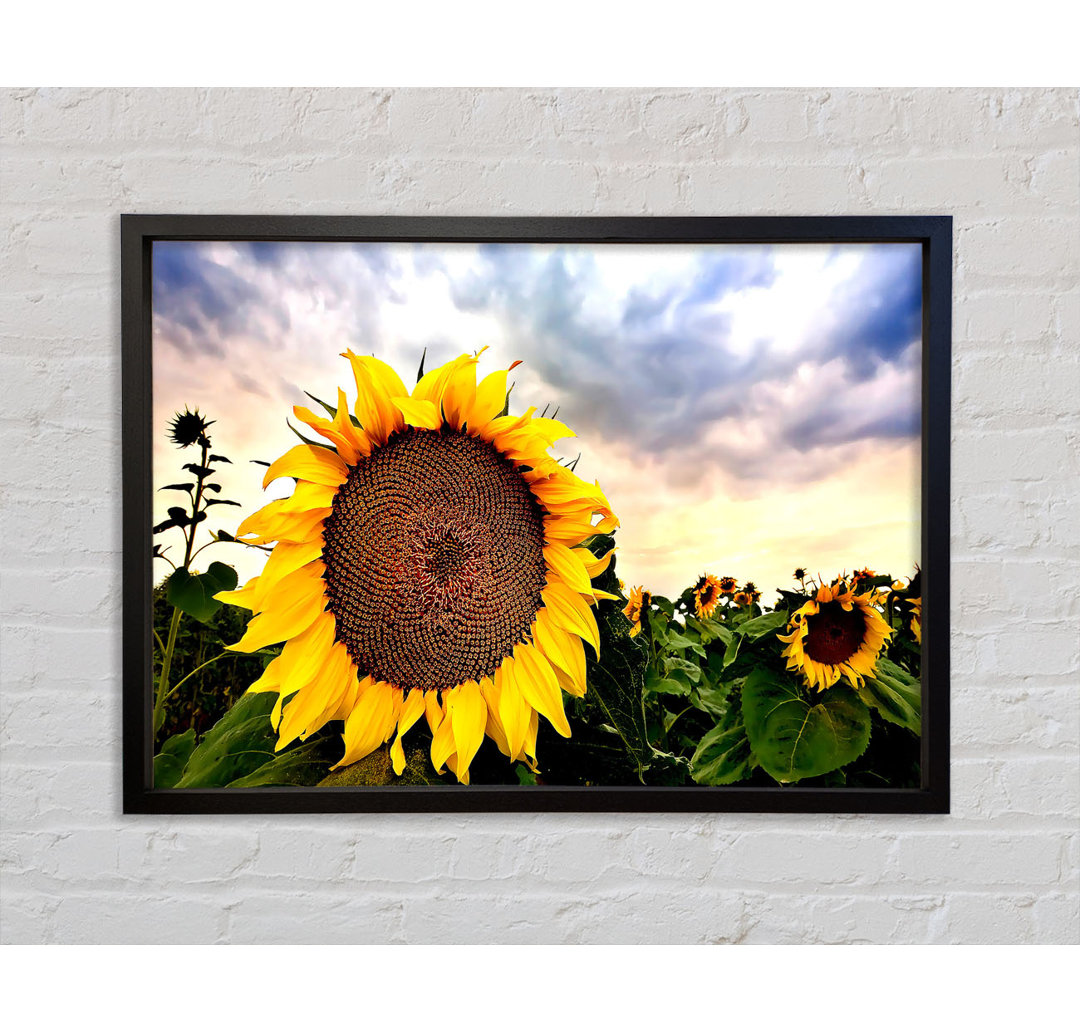 Sunflower Close Up In The Sky - Single Picture Frame Kunstdrucke auf Leinwand