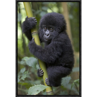 " Mountain Gorilla Infant Playfully Climbing Bamboo Pole "
