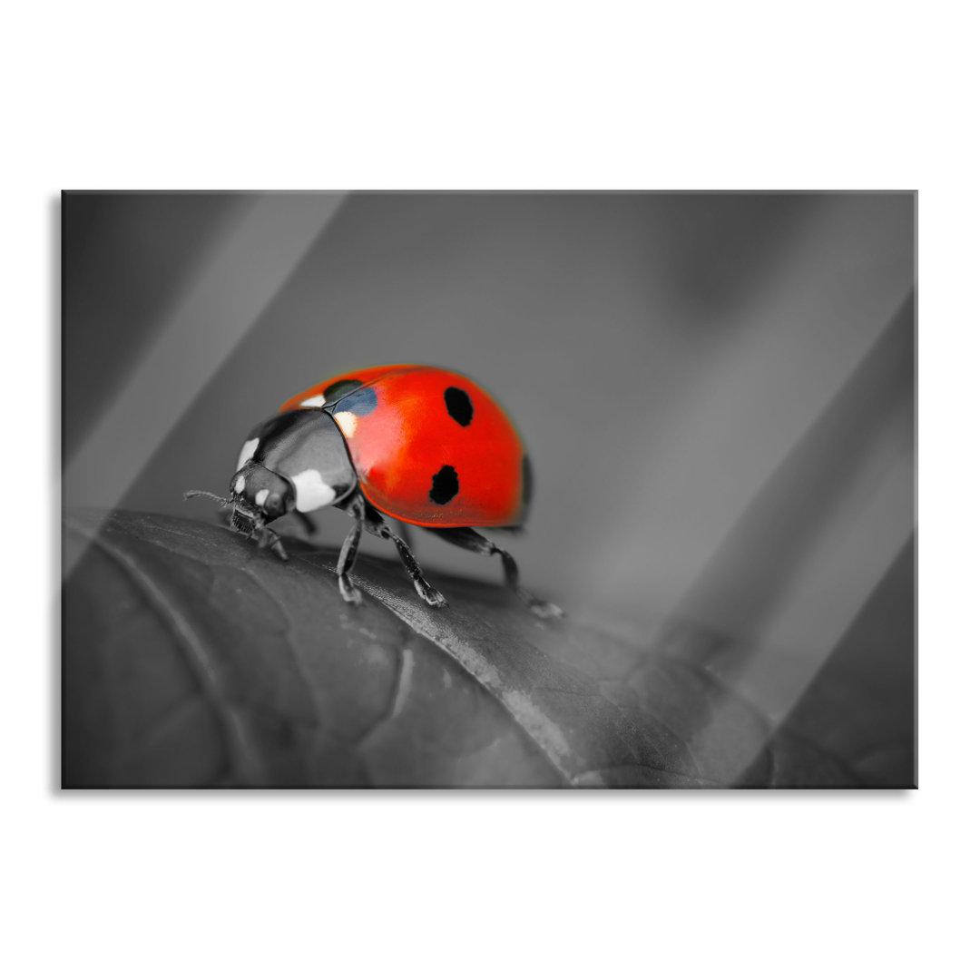 Ungerahmtes Foto auf Glas "Ladybird on a Leaf"