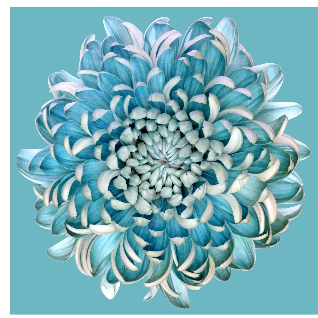 Fototapete Blue Chrysanthemum von Seidenmatte