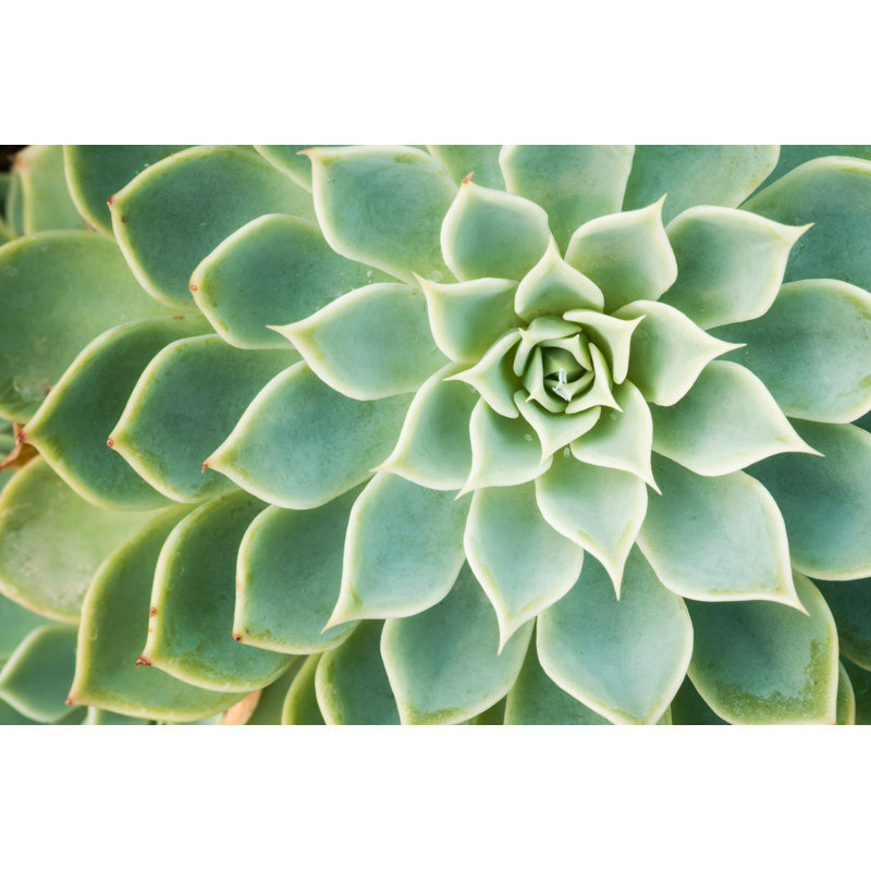 Kalanchoe by Crazybboy - Wrapped Canvas Print, 81cm H x 122cm W x 3.8cm D