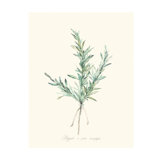 Herb Garden II Print by Sara Brown