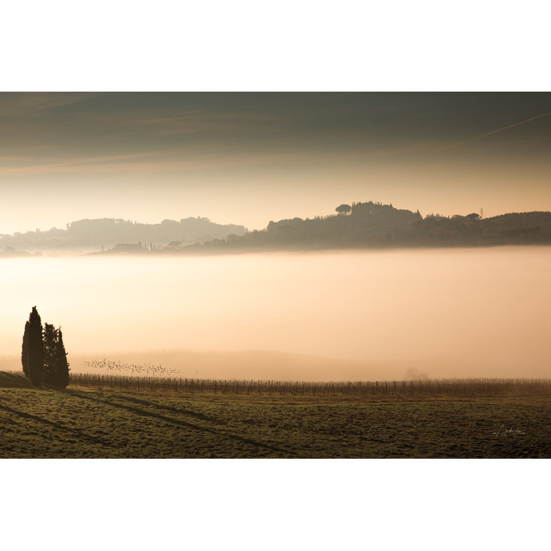Brouillard Vineyard, H 8 po x l 12 po, Non, Toile tendue
