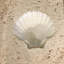 6" x 6" SeaStone Medallion Tile in Buff