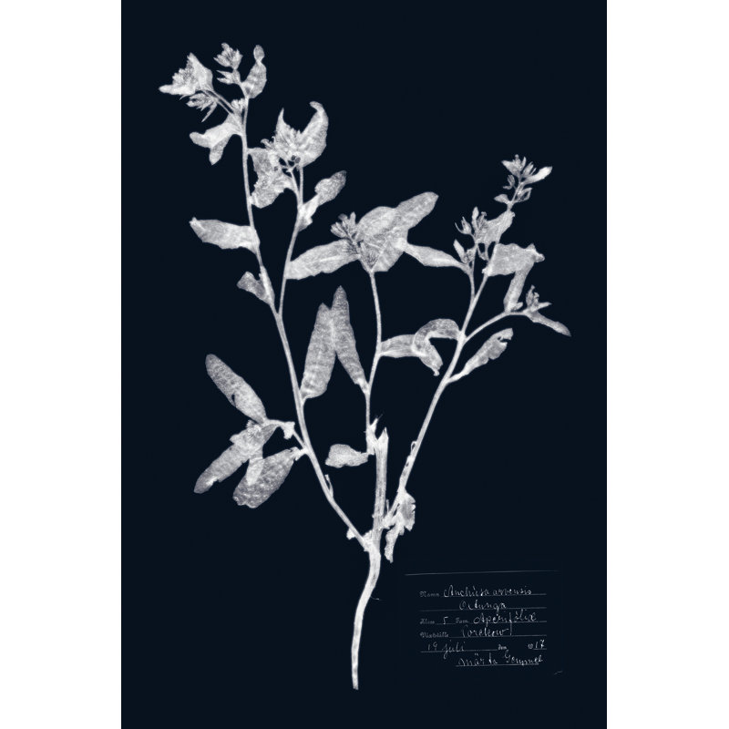 Impressions On Indigo III by Vision Studio - Wrapped Canvas Painting, 30cm H x 20cm W x 3.8cm D