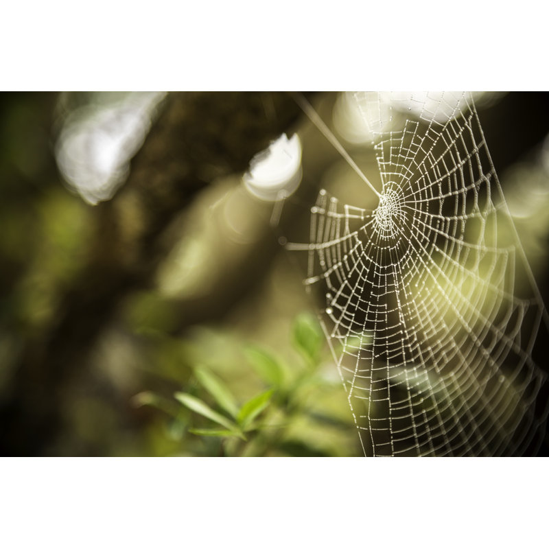 The Spider Web by Gargolas, 8" H x 12" W