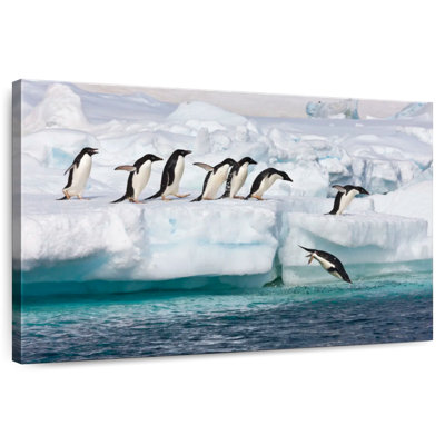 Alvord Adelie Penguins Diving