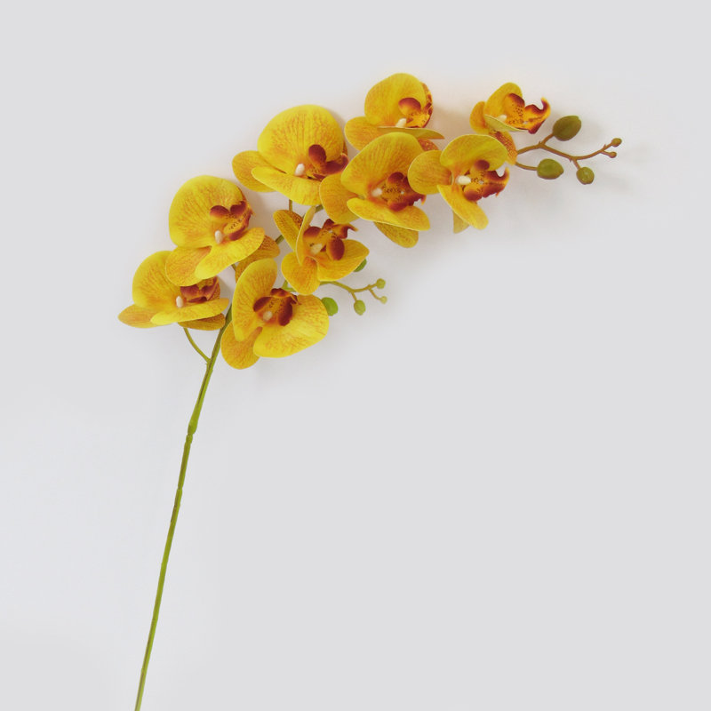 Tige d'orchidées phalaenopsis, Jaune
