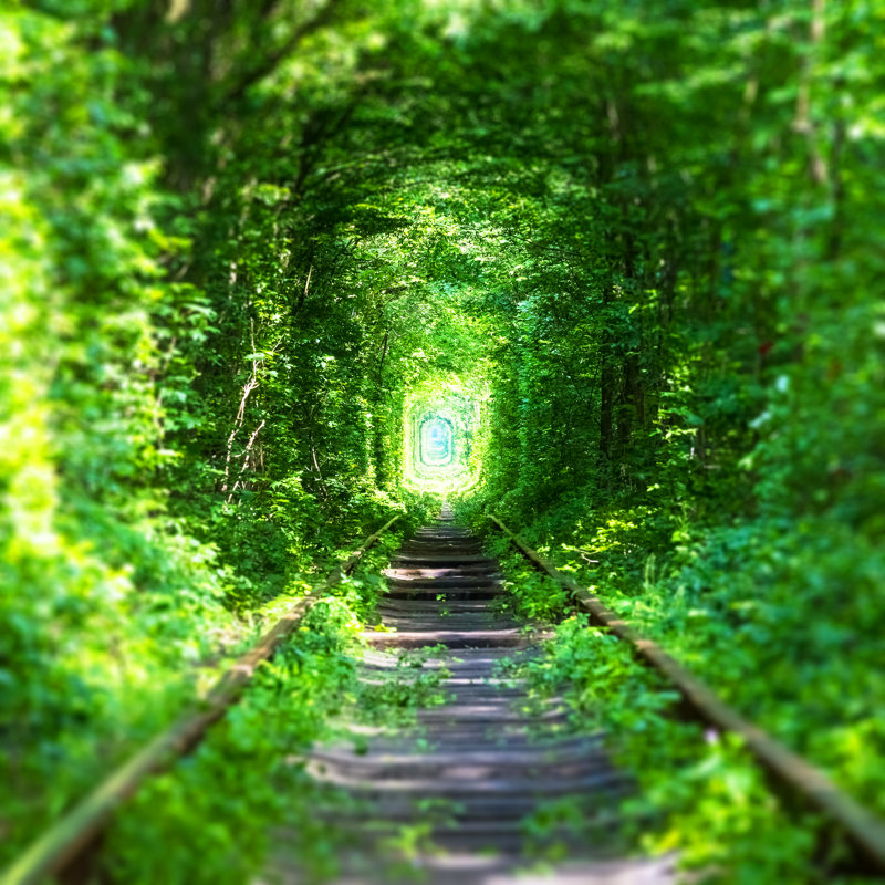 Railway Track In Forest by Scanrail - Wrapped Canvas Print, 30cm H x 46cm W