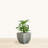 Vinesha ECOBO Eco-Friendly Planter Indoor/Outdoor Planter for Flowers & Plants Contemporary All-Weather-93820041-88977515-88977514