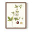 Passion Passion Trio II, reproduction encadrée - bois massif-693837977-693837976