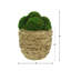 Corder Organic Modern Moss Arranged in Large Strawgrass Pot-1029051526