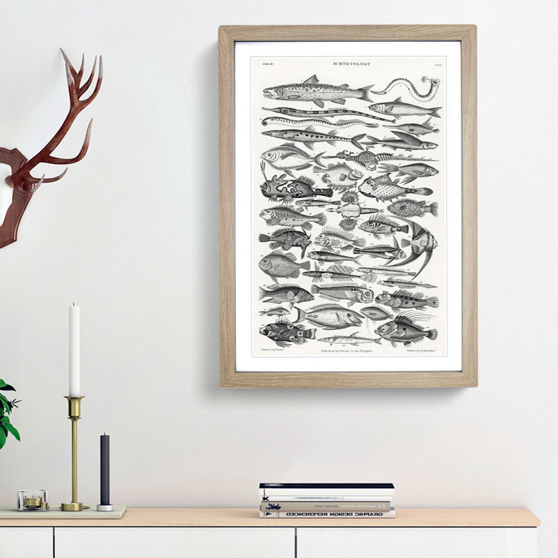 Study of Fish XLVH by Oliver Goldsmith - Framed Print, 65cm H x 48cm W x 2cm D, Oak Framed