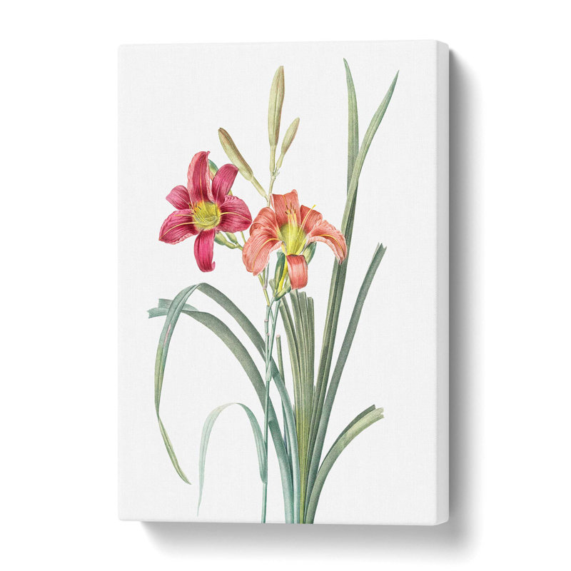 Day Lilies by Pierre-Joseph Redoute - Wrapped Canvas, 61 cm H x 40.6 cm W