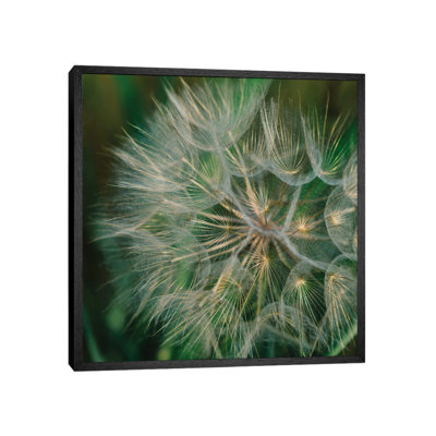 Summer Dandelion by Bethany Young - Print on Canvas