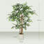Plant-1533676178