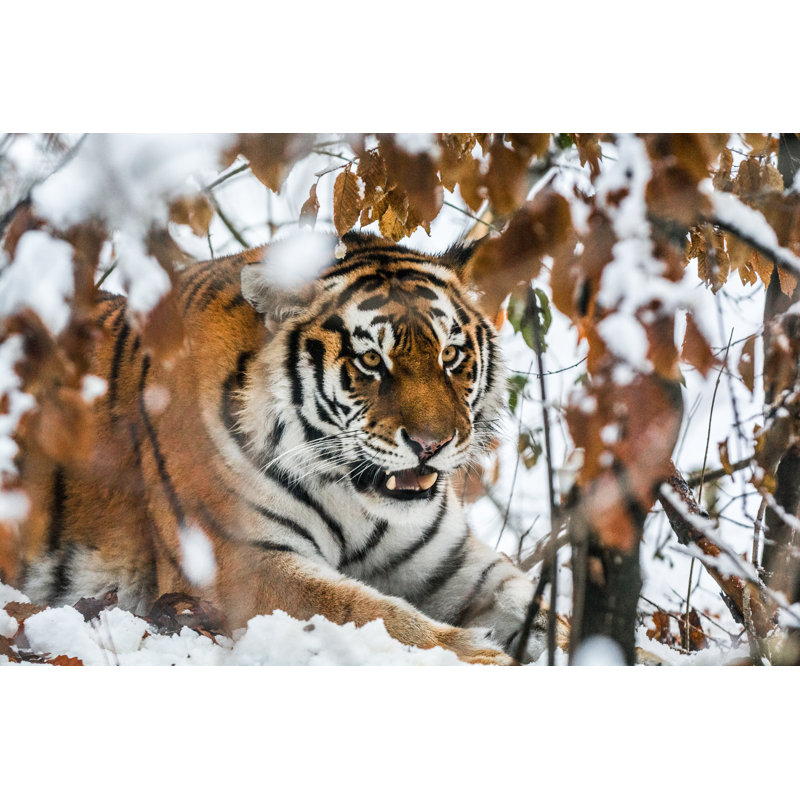 Tiger In Ambush by Zoran Kolundzija - Wrapped Canvas Print, 51cm H x 76cm W