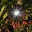 Piquet de jardin Roeder-190264638