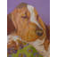 Bassett Housnd Print by Phyllis Adams-64401719