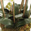 Arrangement d'orchidées-419334926