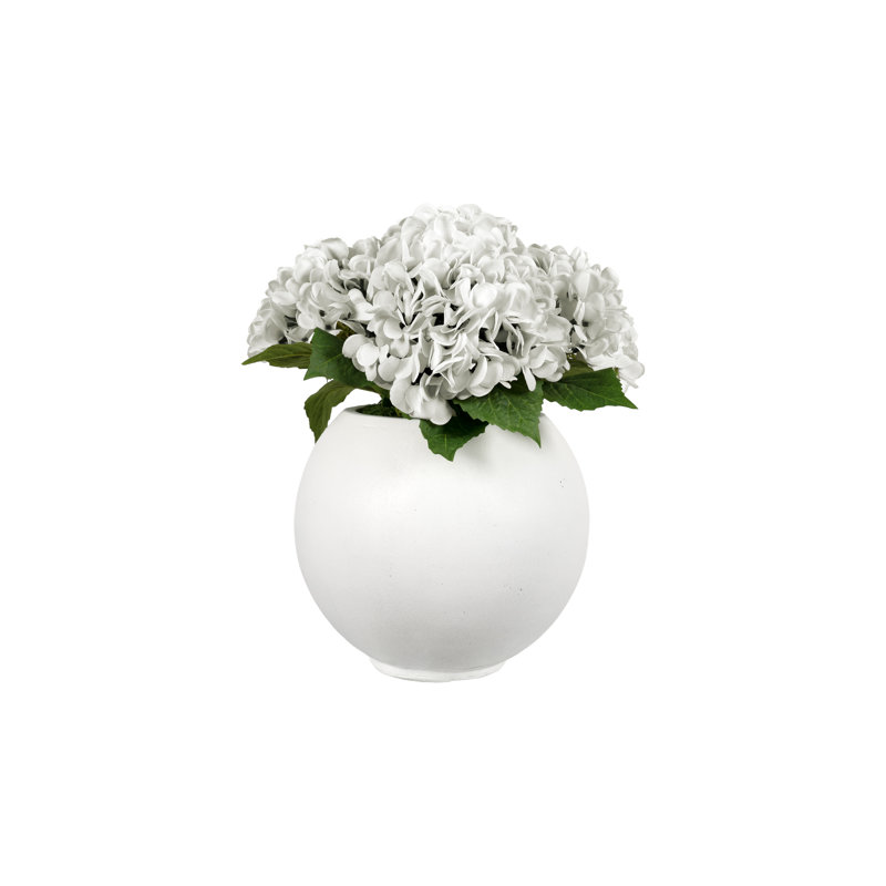 Hortensias blancs dans une jardinière ronde blanche, Blanc