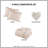 Tessa Blush Multi-Color Tassel 3-Piece Twin Comforter Set-1236138771-1322514277
