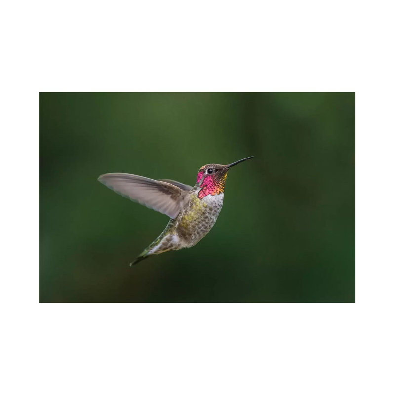USA, Male Anna'S Hummingbird (Calypte Anna) Displays Its Gorget While Hovering In Flight. by Gary Luhm - Wrapped Canvas Print