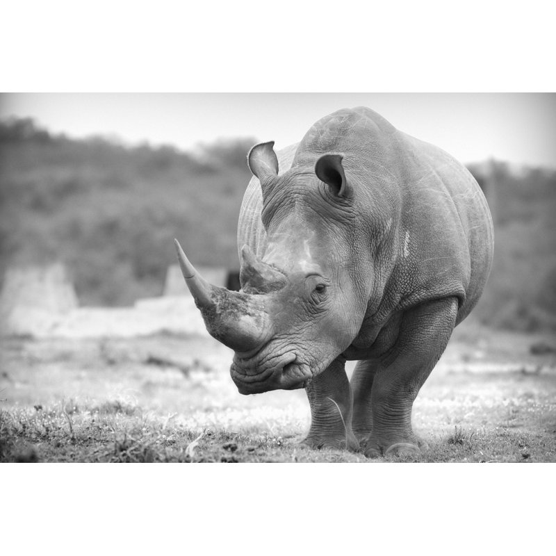 «White Rhinoceros» par Jasonprince - Photographie sur toile tendue, L 12 po x H 8 po