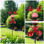 Piquet de jardin Gambino