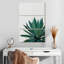 Cactus Harnek Agave-108548037