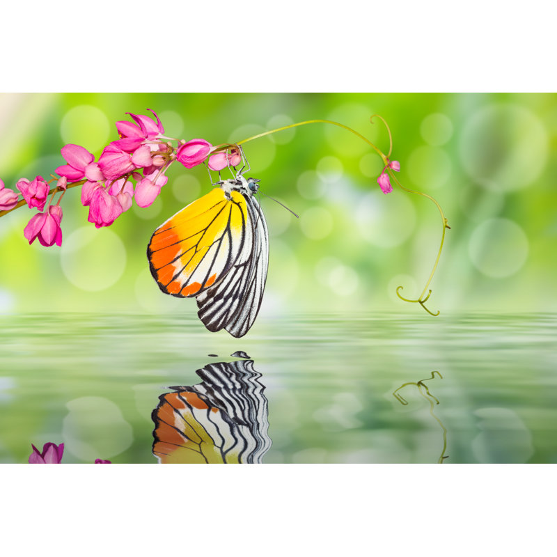 Butterfly - Wrapped Canvas Print, 20cm H x 30cm W x 3.8cm D