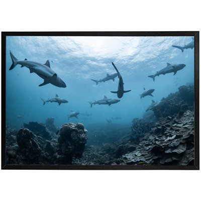Damore Schooling Grey Reef Sharks, Ningaloo Reef, Western Australia 1 Piece Single Picture Frame Wall Art