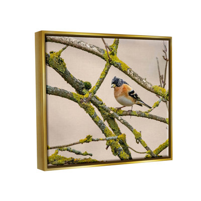 Oiseau orange, branche d'arbre moussu, estampe numérique par Lil 'Rue