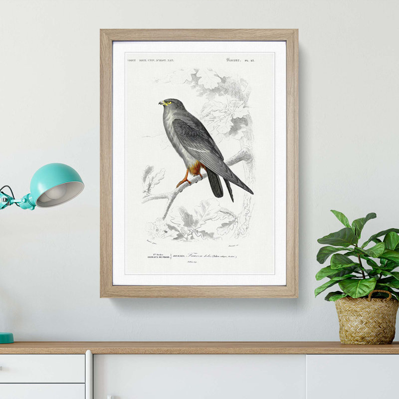 Bird Illustration PL. 25 by Charles D' Orbigny - Single Picture Frame Painting, 45cm H x 33cm W x 2cm D, Oak Framed