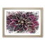 Pink Dahlia Flower in Abstract - Framed Print-55768817-55768820