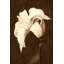 Petal Profusion by Leda Robertson - Wrapped Canvas Print-522337569