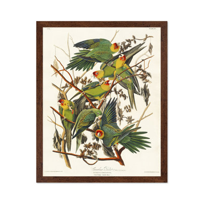 John James Audubon - perroquet de la Caroline