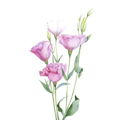 Fleurs Bayly Lisianthus