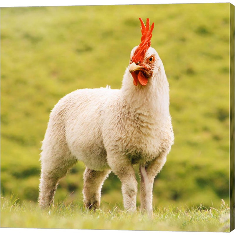 Chickensheep - Photographie sur toile tendue