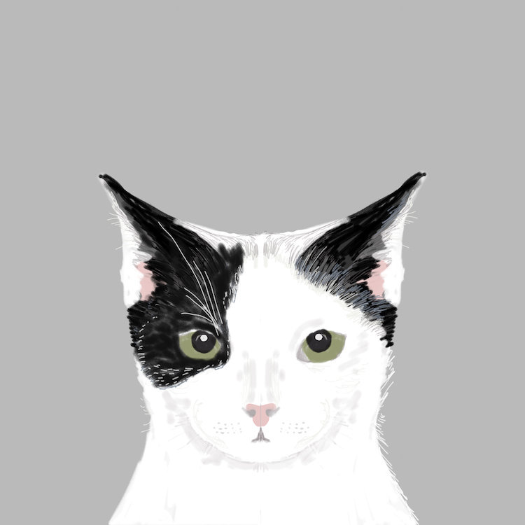 Chat, impression sur toile tendue, H 16 po x l 16 po x P 1 po, Papier d'art encadré noir, Blanc